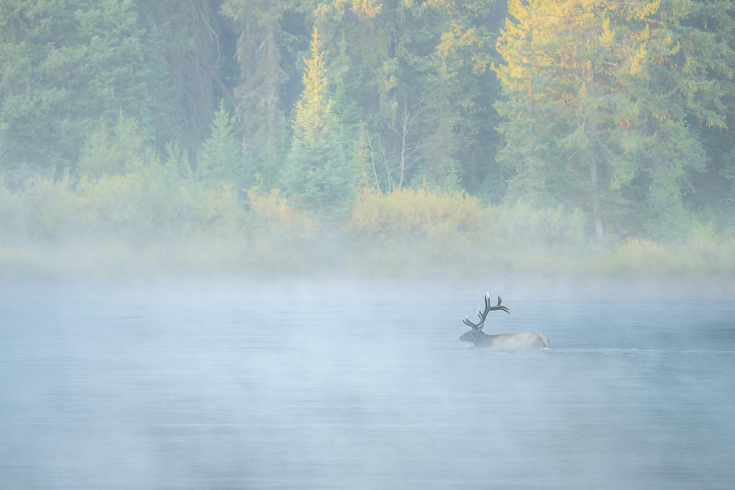 Steve Mattheis billede af en wapiti, der krydser en flod.